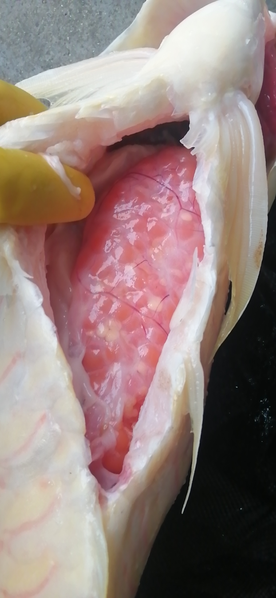 龙鱼病害防治图片,龙鱼常见疾病表现图片