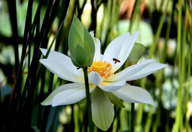 莲花白的近况,莲花白现在叫什么