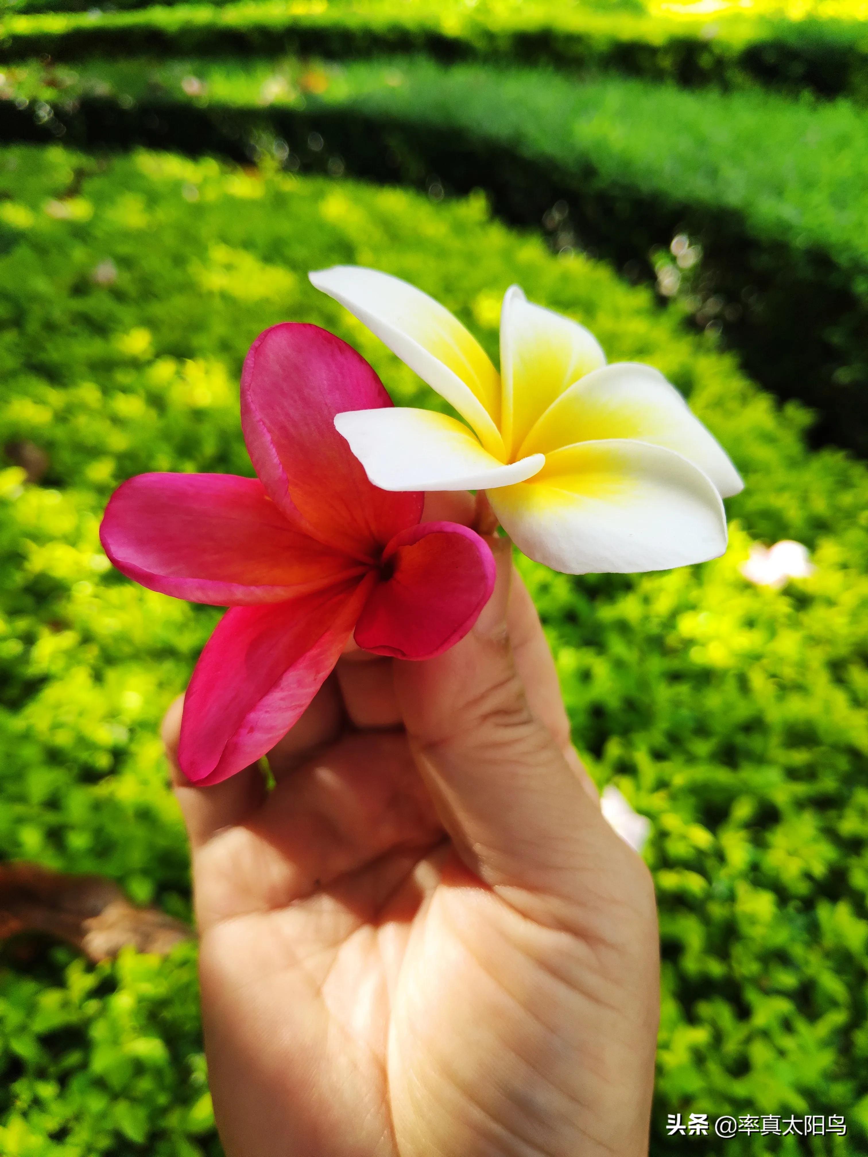 鸡蛋花香吗,鸡蛋花香