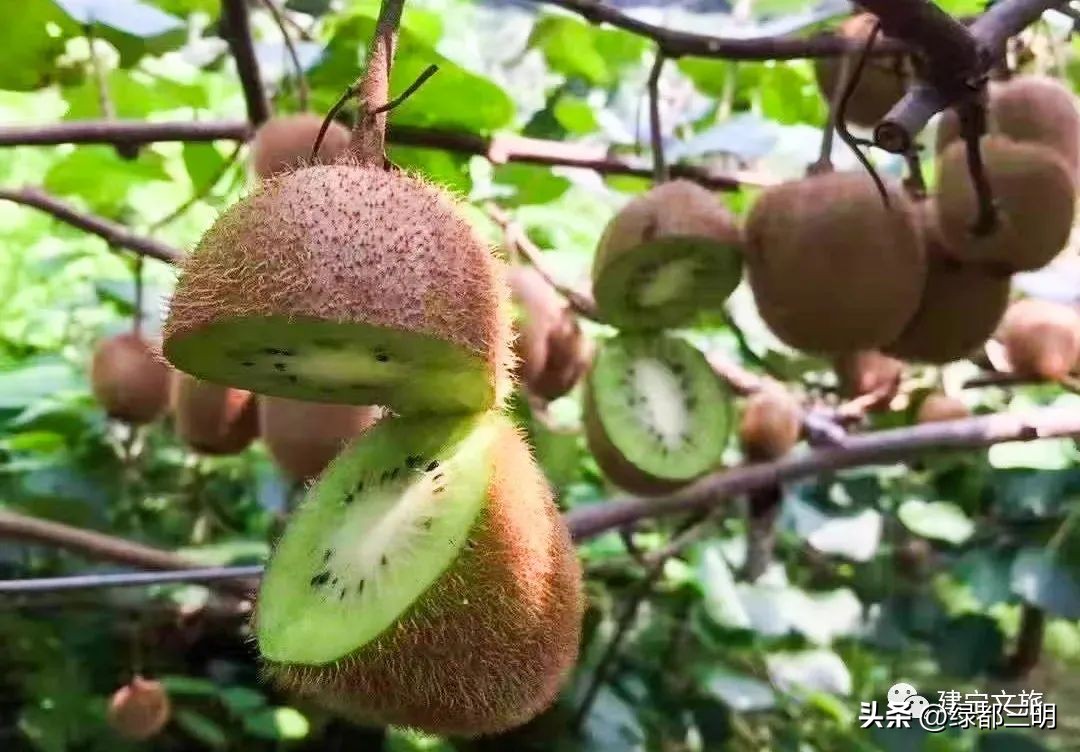 缤纷水果季即将开始！来建宁释放夏日多巴胺