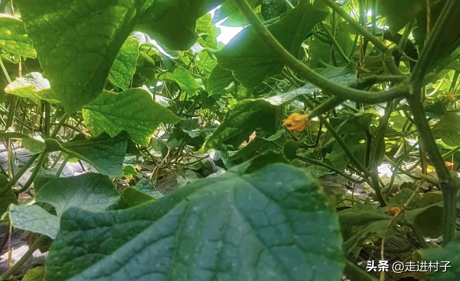 黄瓜长高需要把下面叶去掉吗,不搭架黄瓜如何修剪