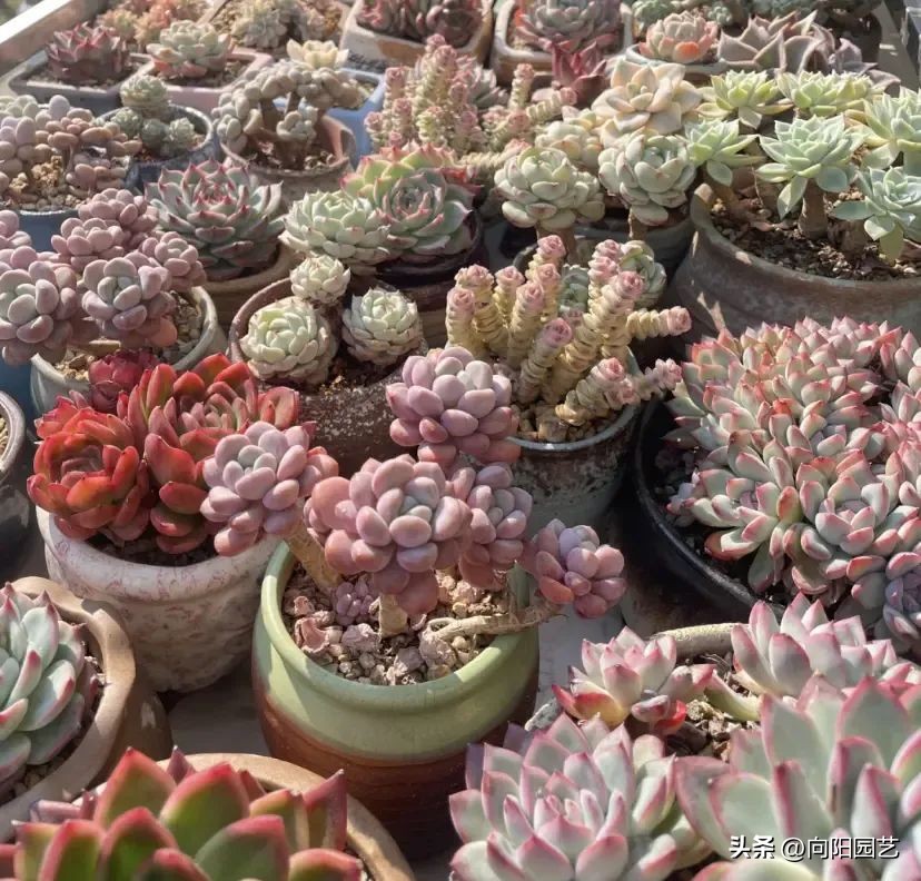 多肉植物有市场前景吗,多肉还能赚钱吗