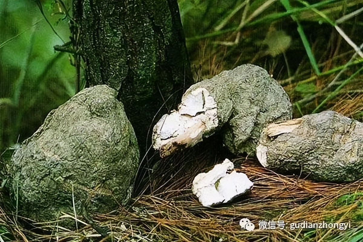 茯苓又叫什么神药,茯苓是哪个地方的地道药材