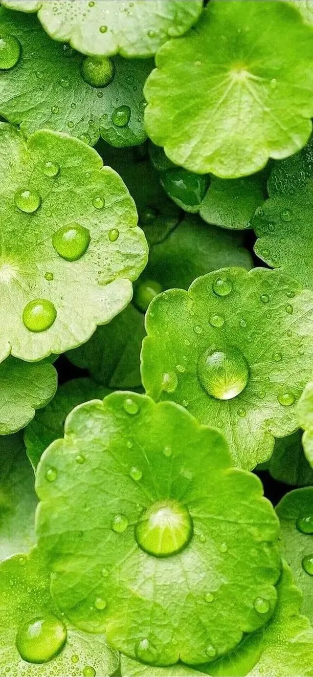 苹果发布会出了两款什么ipad,苹果发布会iphone用的什么软件