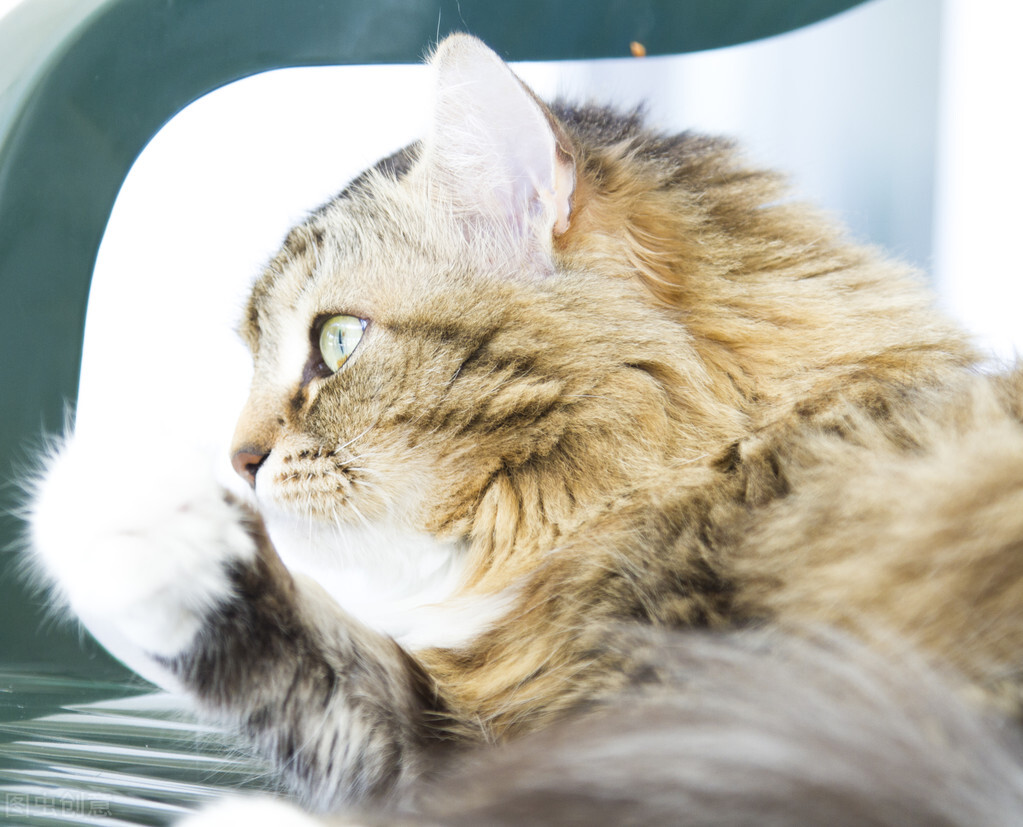 猫得猫癣怎样才能快速治好,猫癣的形成原因