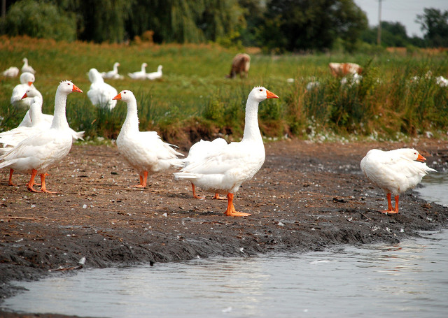 今日鹅蛋及活鹅行情,养鹅蛋一年收入多少钱