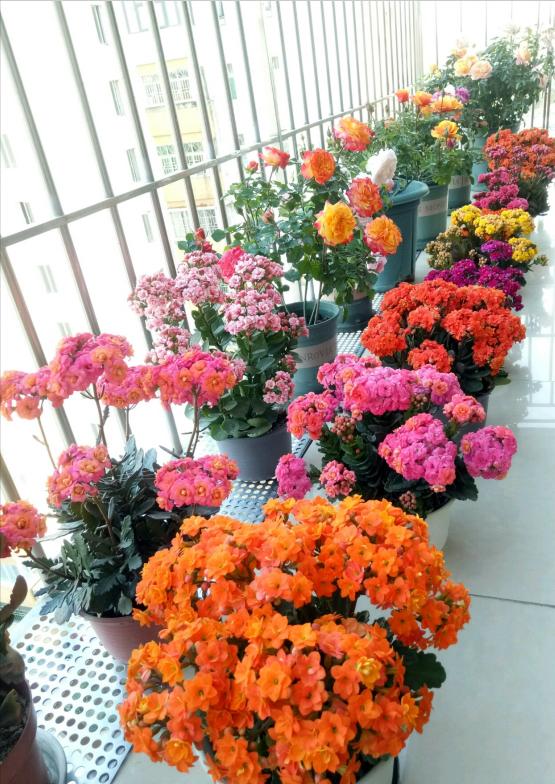 十月长寿花怎么开花,长寿花怎么打才能爆花