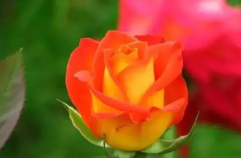 月季与玫瑰的不同点,月季和玫瑰的不同之处和相同之处