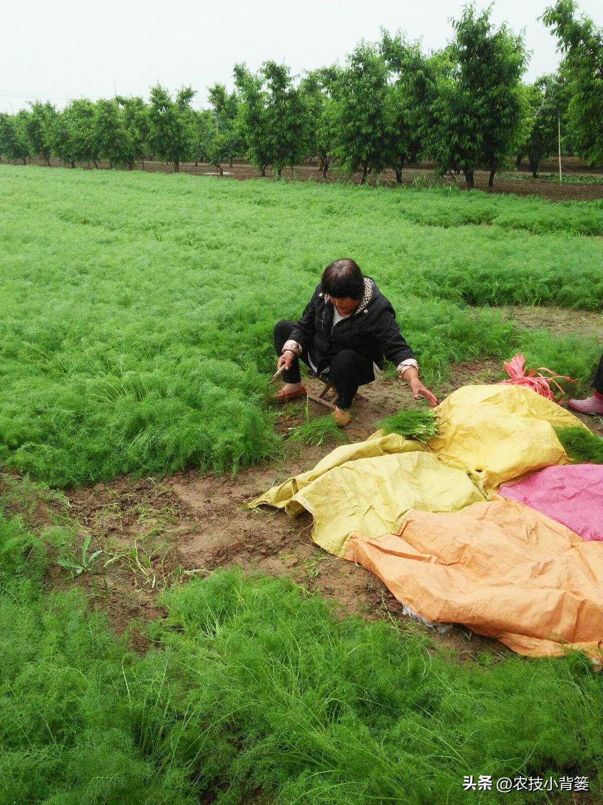 茴香的种植管理技术,茴香怎么种植小技巧简单