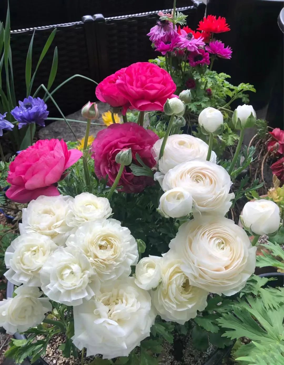 球根类花卉有哪些比较好养,有哪些好看的球根花卉盆栽