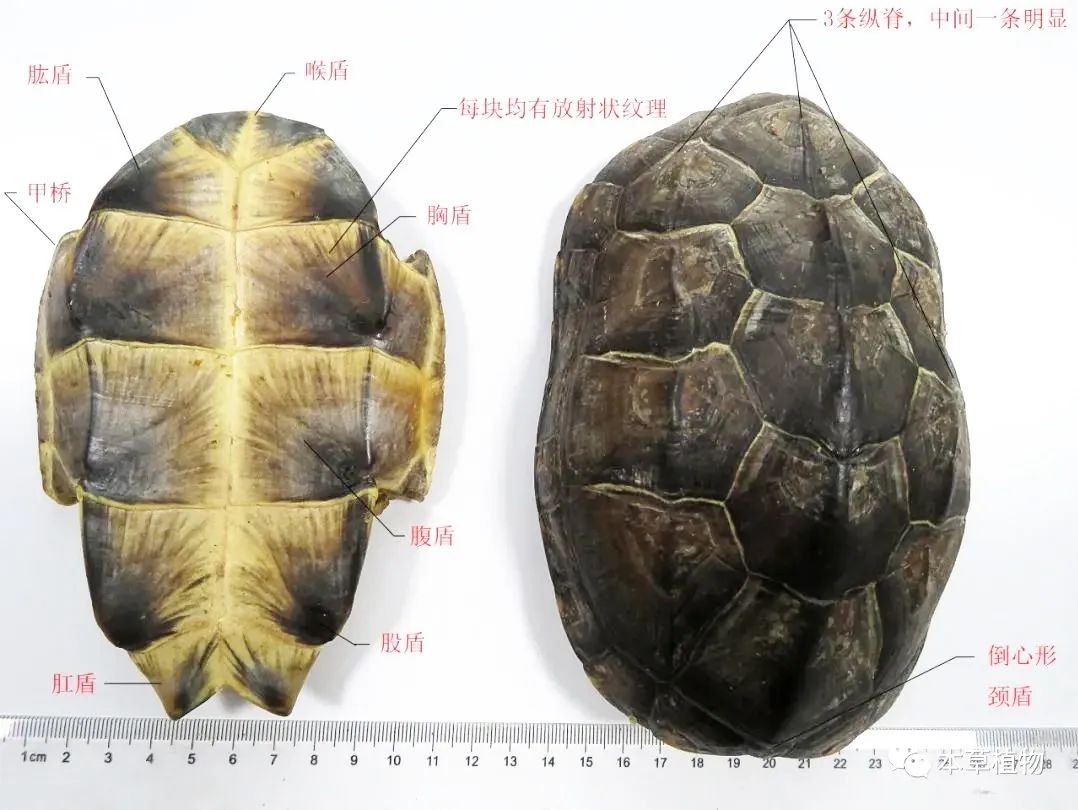 中药龟甲,中药龟甲功效记忆口诀