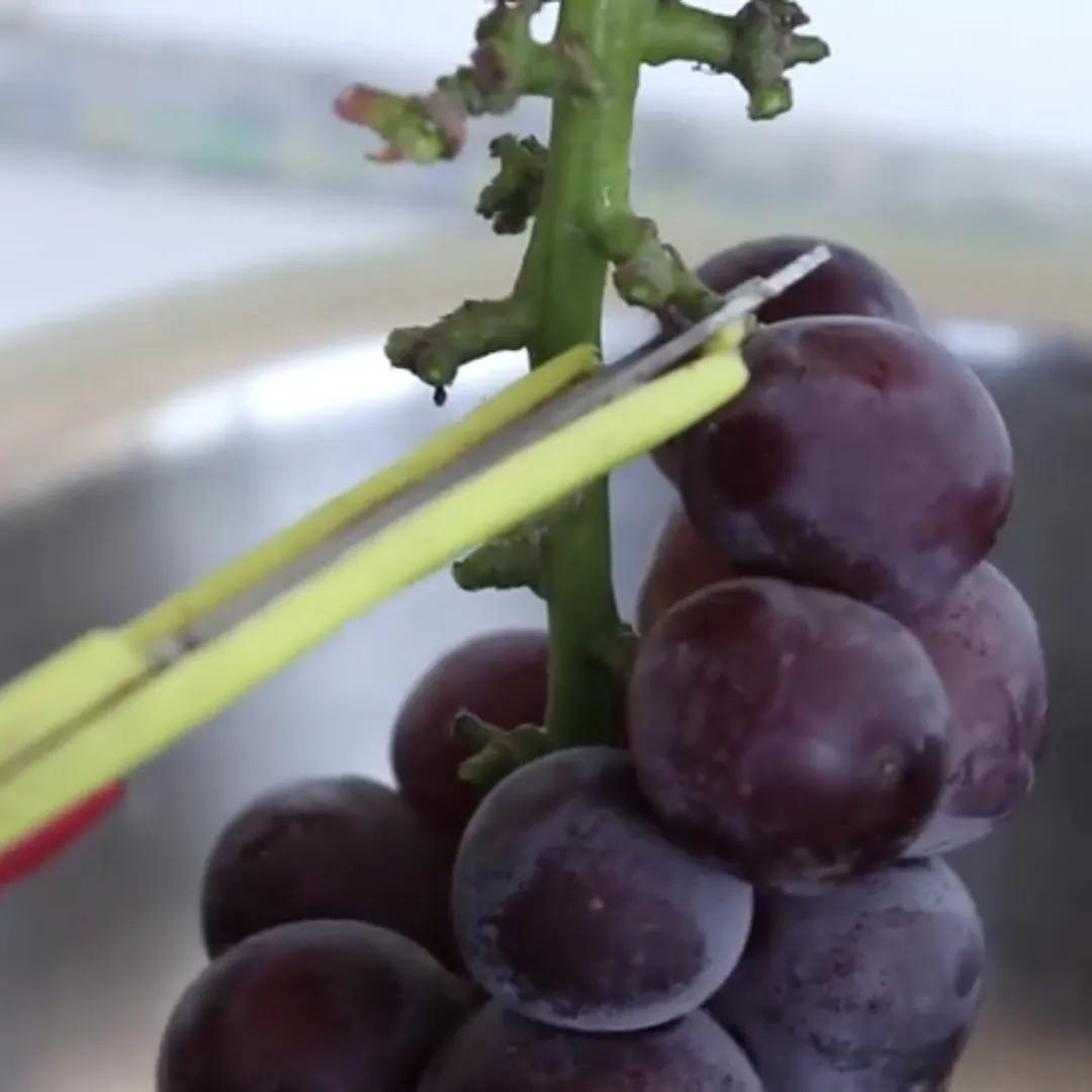 自制葡萄酒功效,自制葡萄酒杀菌