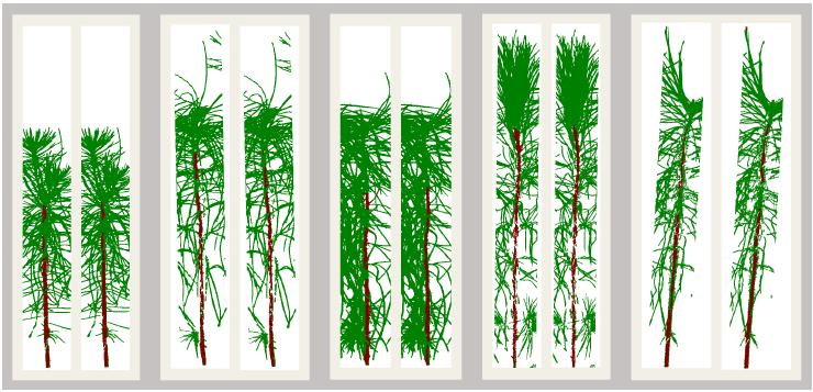 Resonon|高光谱成像结合机器学习检测火炬松幼苗梭形锈病发病率