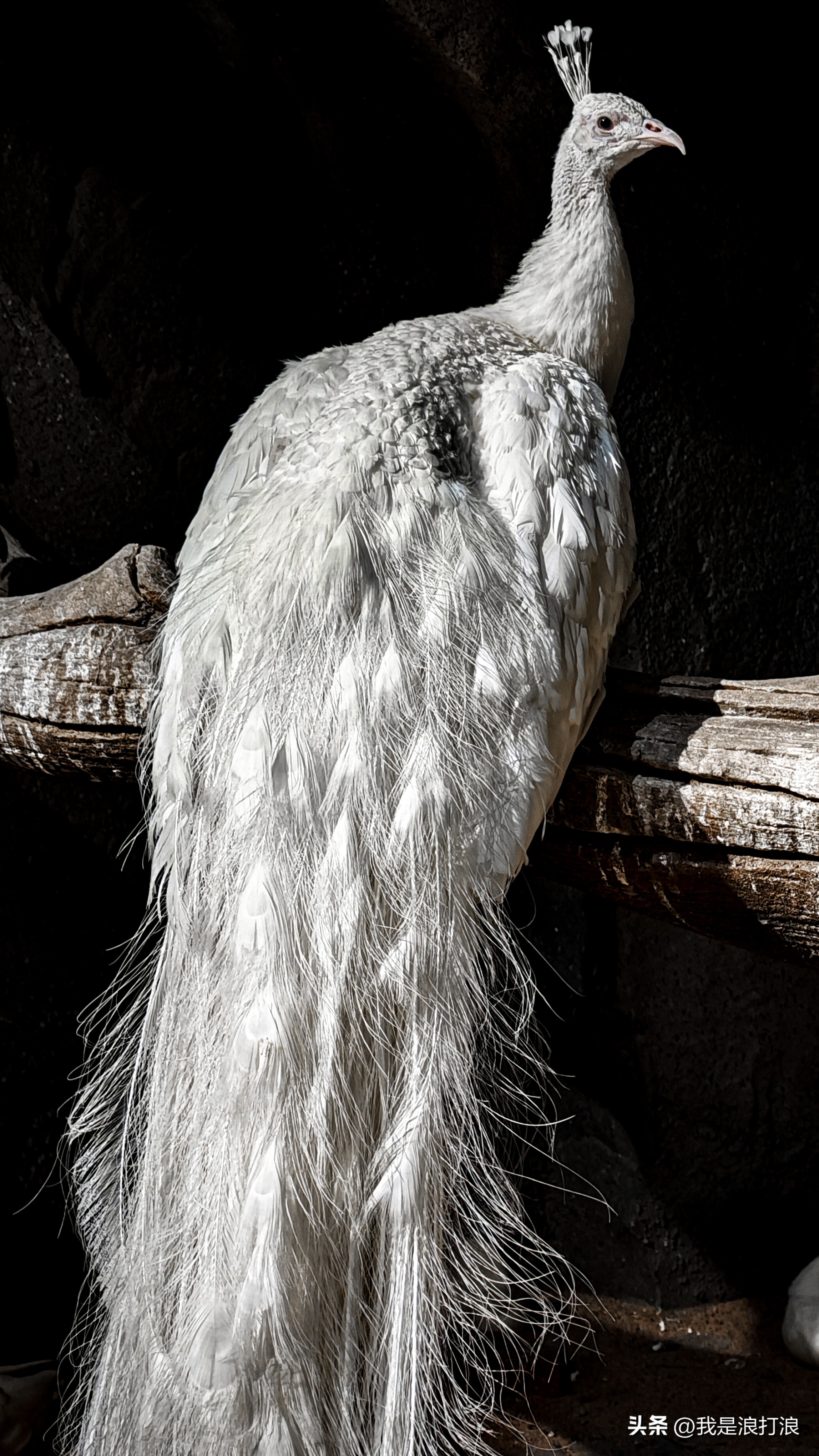 13小米pro实测,小米13pro最新官方消息