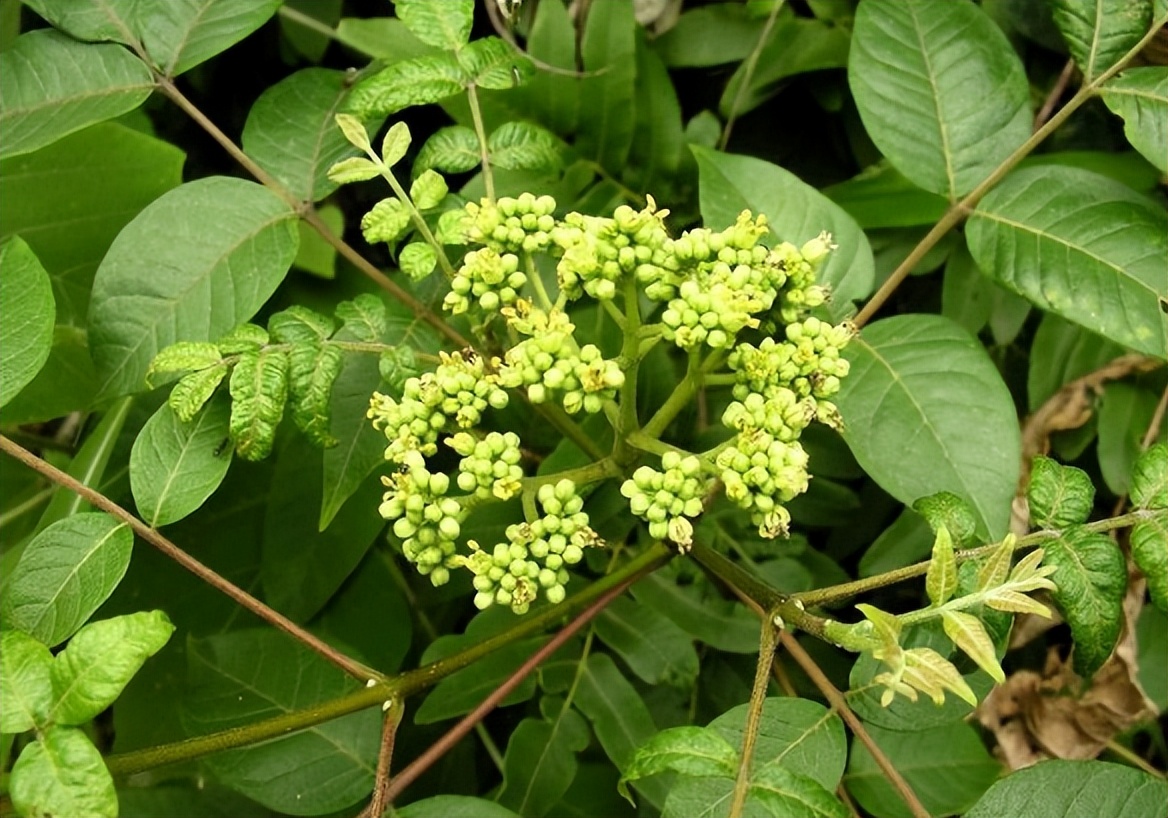 药名吴茱萸的作用,吴茱萸辛温