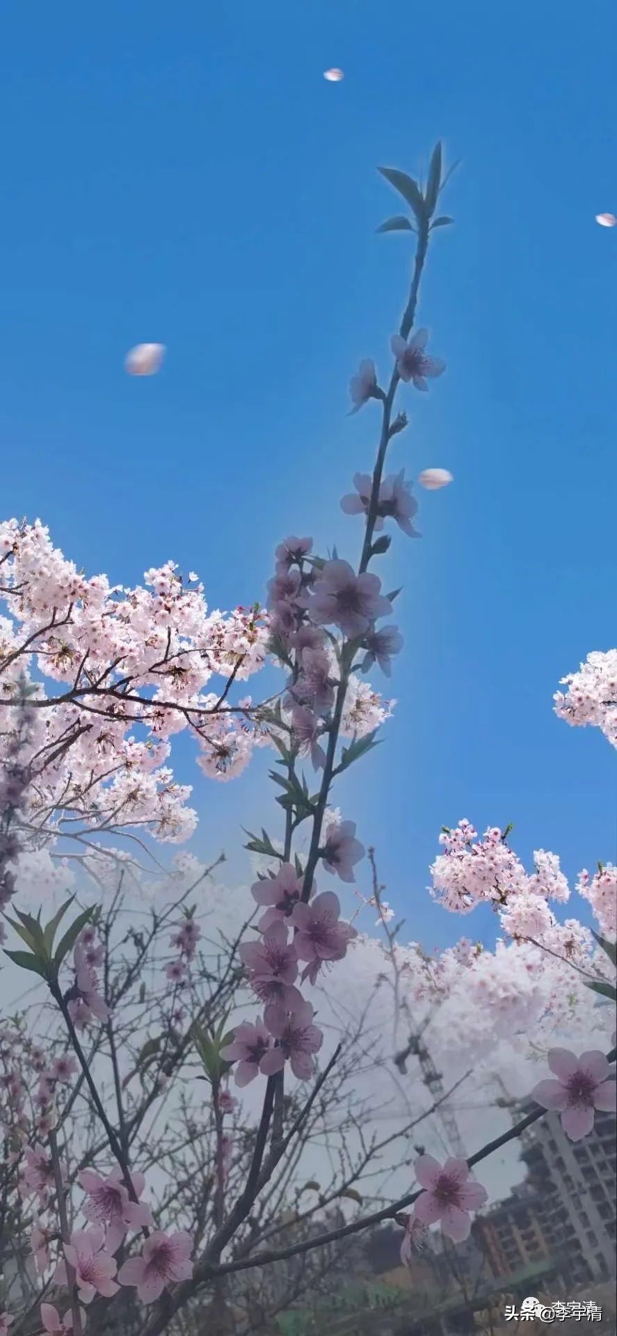 人生苦短生活不止眼前的苟且,生活不止诗与远方还有眼前的感悟