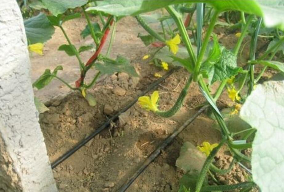 黄瓜长秧不开花怎么办,大棚黄瓜不高产的原因