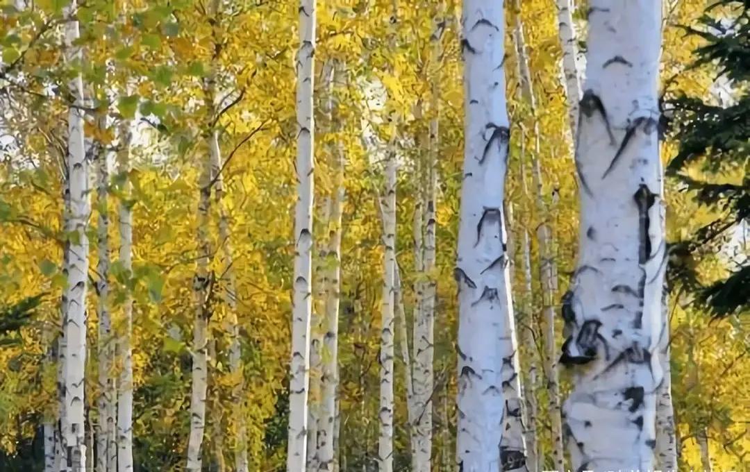 揭秘什么样的树会比钢铁还硬呢?如何让树木变得坚硬如钢