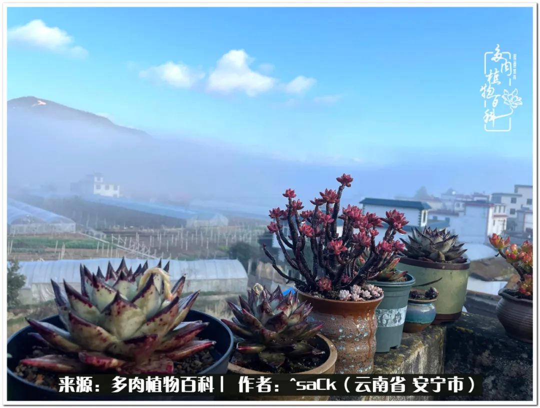 情不知所起一往而深歌曲,情不知所起一往而深完整版