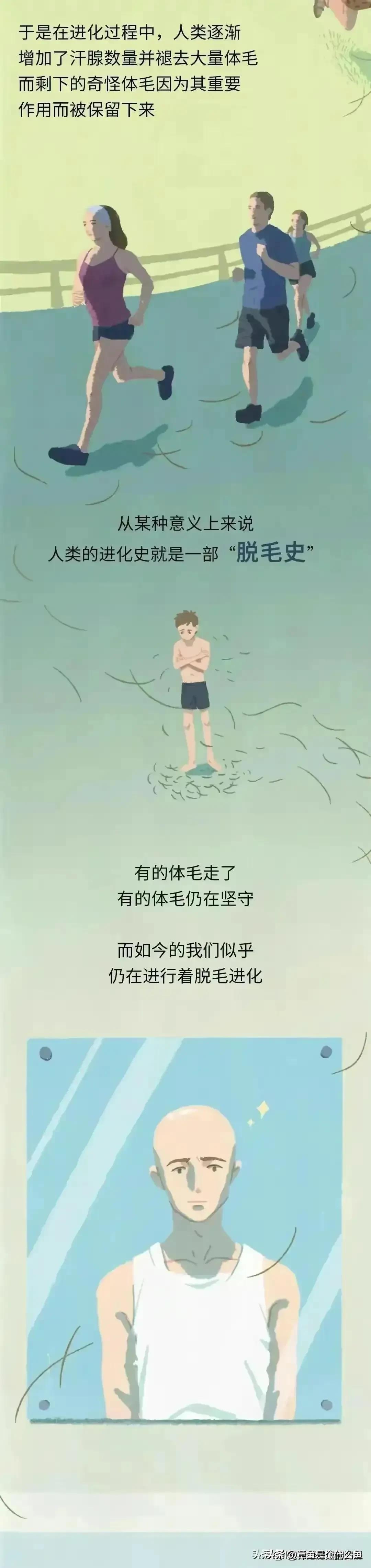 人类的毛发为什么是鳞片状,人类体毛退化原因揭秘