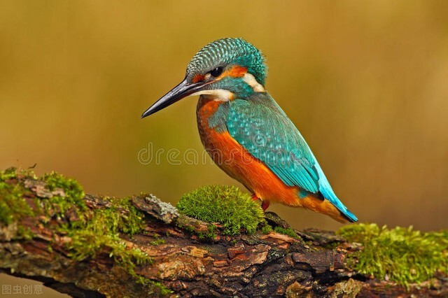 最美罕见的小鸟,全世界最罕见的小鸟