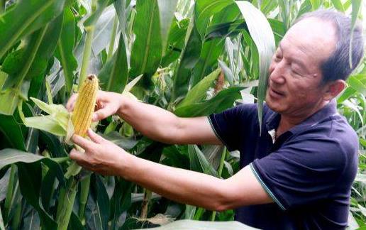 “沃滴滴”生物液肥在玉米、土豆主产区多地创高产纪录