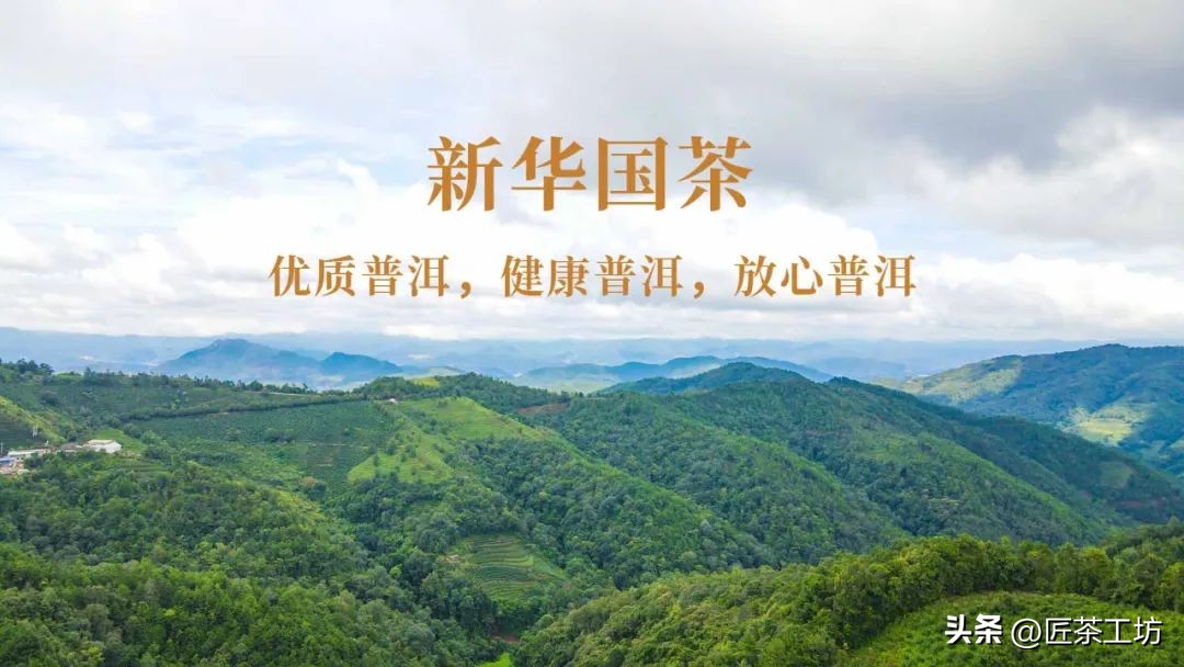 华普昌丨探索普洱茶高端品质，开启茶行业华丽篇章！