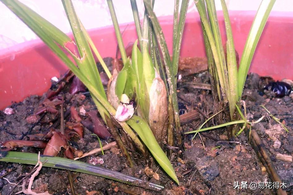 兰花上盆如何避免空根生长,兰花开始开花怎么养护好看