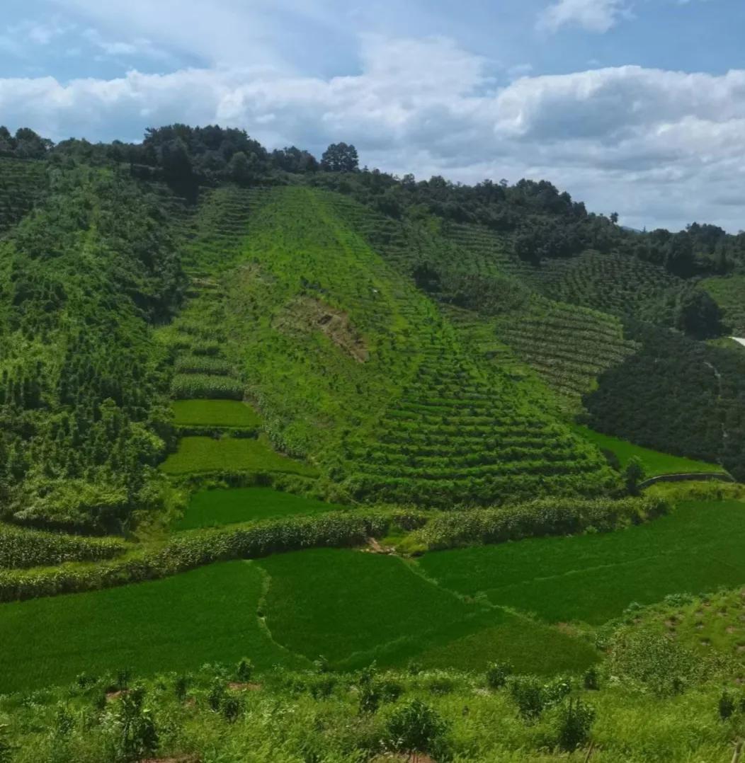 乡镇柑橘特色产业发展方案,大力发展柑橘产业