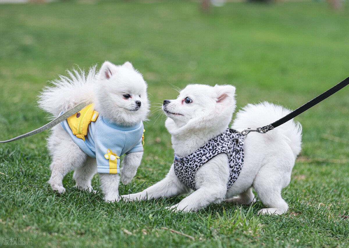 如何培养狗狗安静的性格,怎么纠正狗狗的胆小习惯