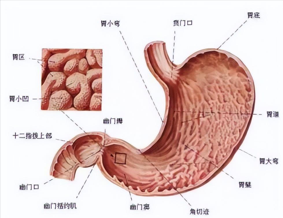 根除幽门螺杆菌这两种药就够了,怎么才算是彻底治好幽门螺杆菌