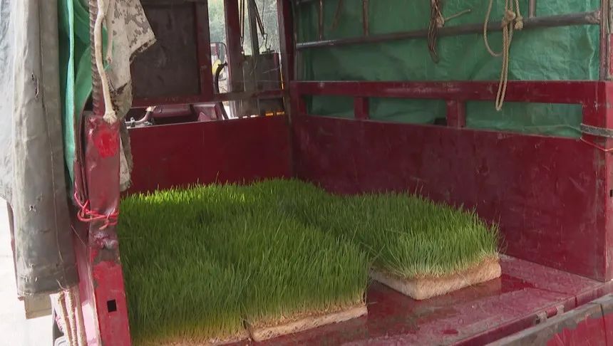 马山黑山羊养殖技术培训,黑山羊半舍饲半放牧生态养殖技术