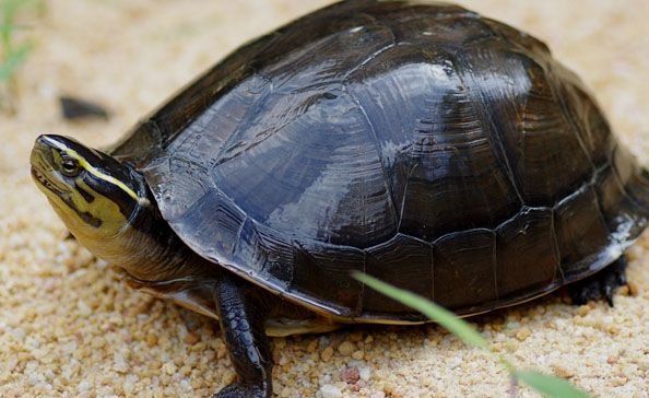 人工养乌龟禁忌,人工养乌龟适应野外