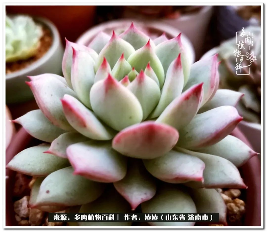 一个并不优秀的90后,何以解忧唯有多肉下一句