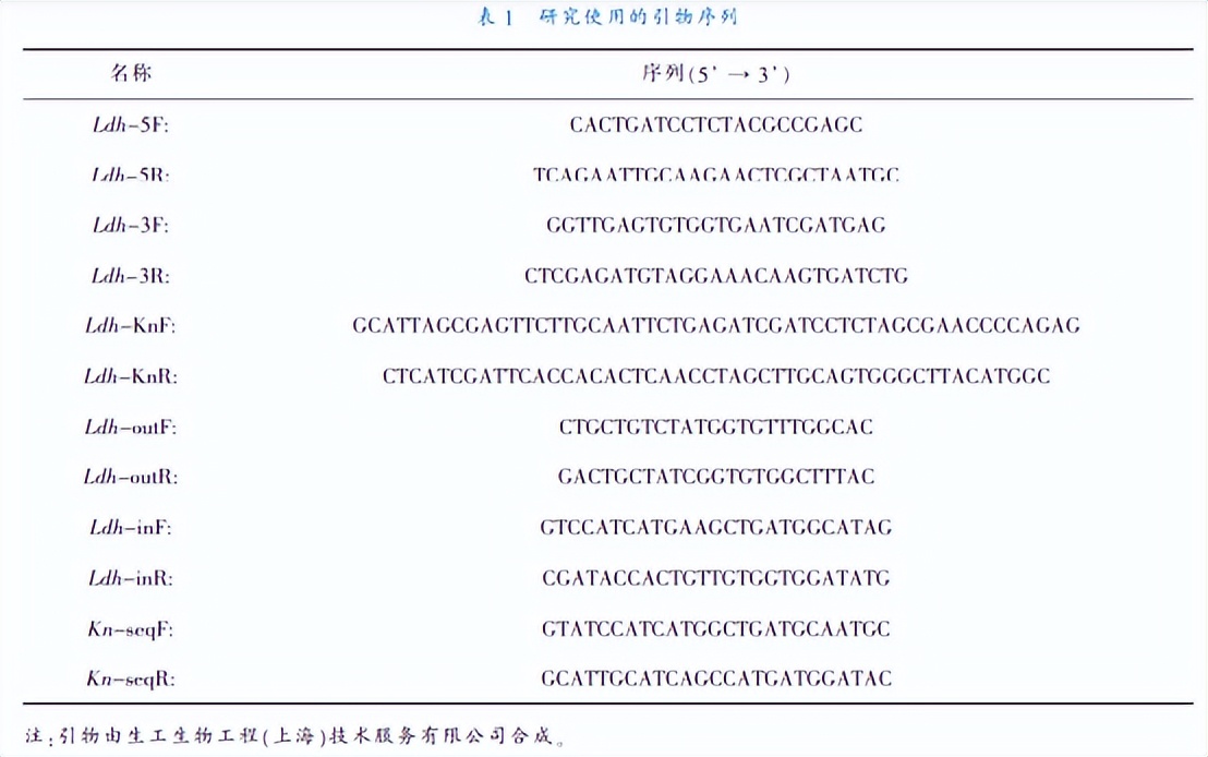 乳酸脱氢酶基因敲除之后,对钝齿棒杆菌菌株构建有什么影响