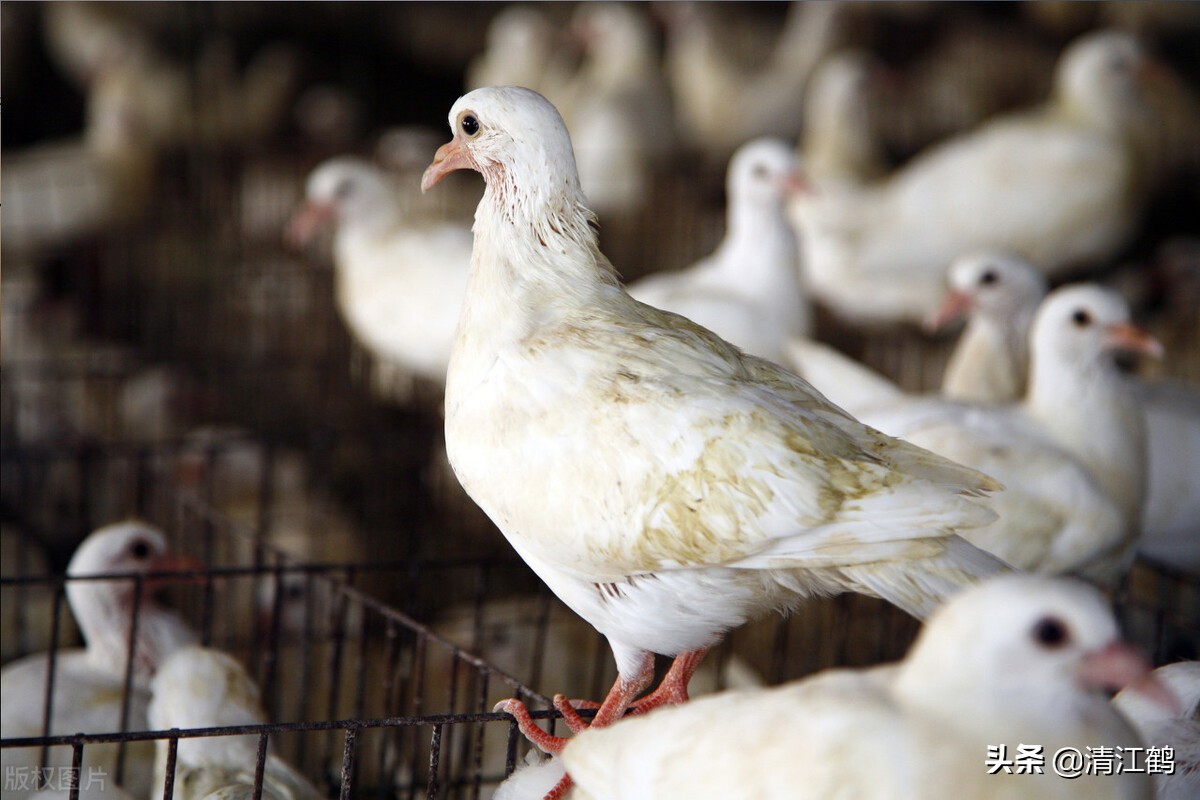 鸽子喂饲料的正确方法,鸽子养殖喂多少饲料好一点