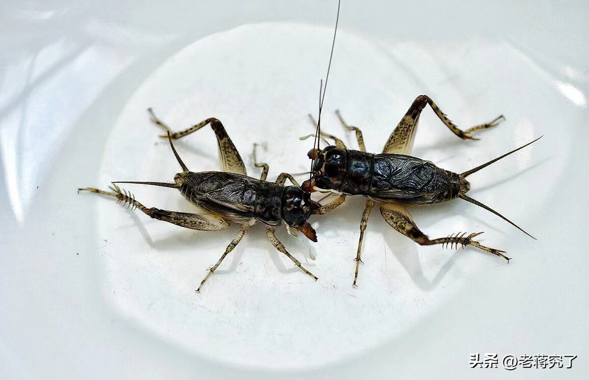 如何正确斗蟋蟀,蟋蟀怎样才会打斗