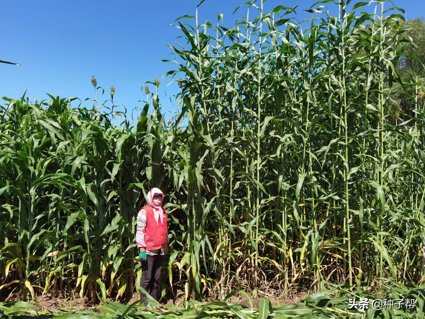 新型巨型高粱,巨型高粱品种