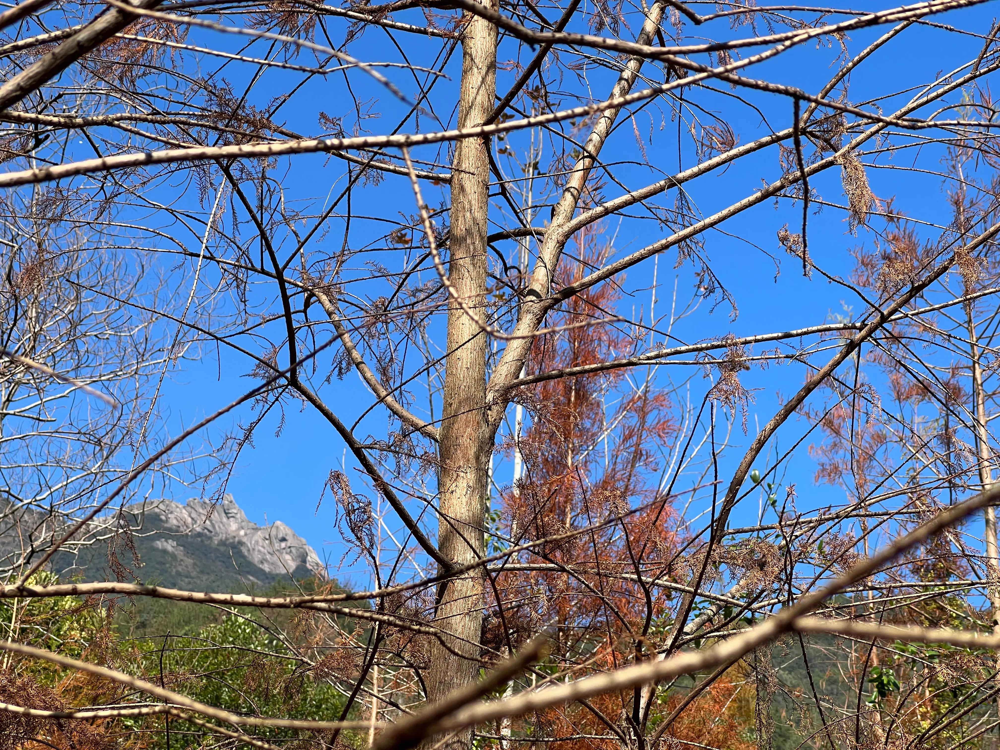 韶关新丰云髻山介绍,广东新丰云髻山旅游攻略