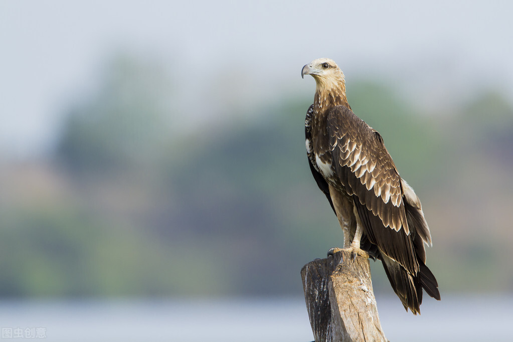 世界上各个国家的国宝,盘点全球十大罕见国宝
