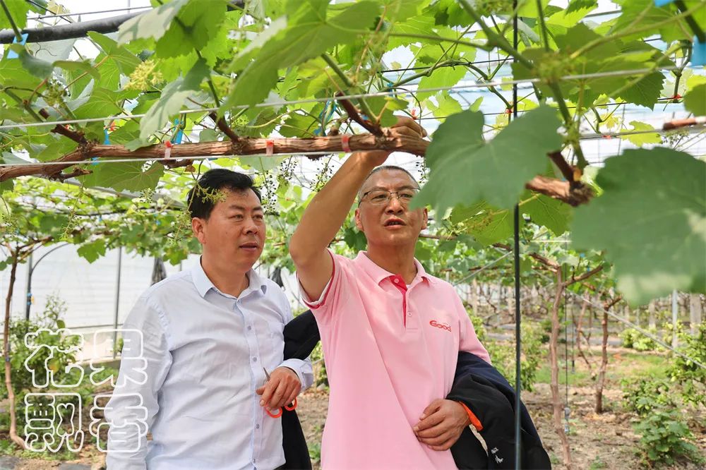 一个葡萄新品种，独家经营，先交3000元一亩的保护费，你干不干？