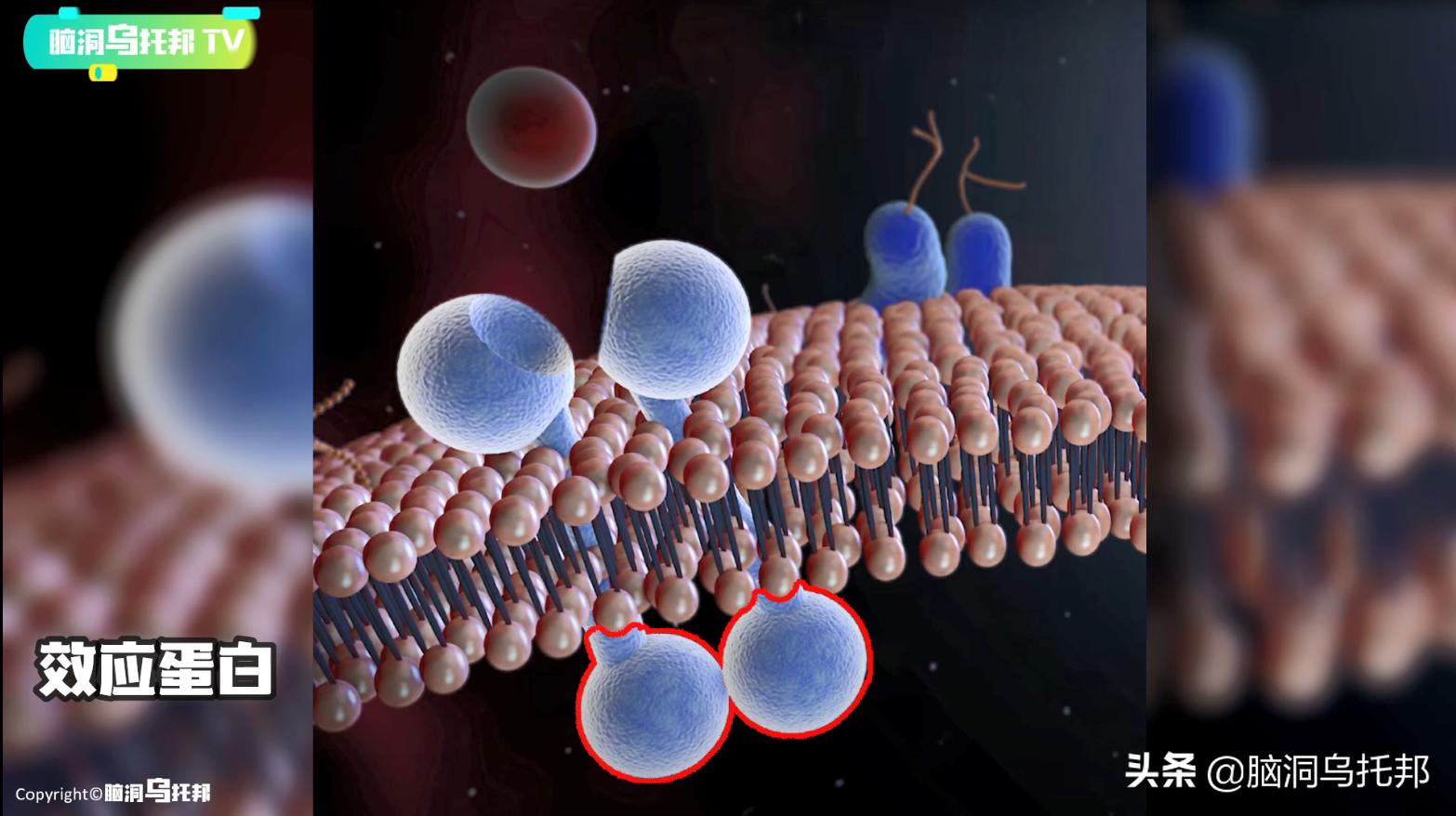 颠覆三观!这是改变你一生的影片,信念生物学：基因以外的生命奥秘