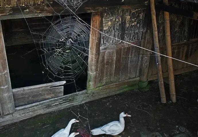 回忆农村小时候捉蜻蜓,儿时回忆捕蜻蜓