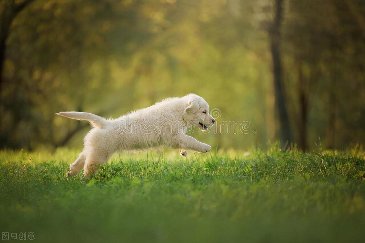 宠物关节炎症状的早期表现,狗髋关节炎怎么治疗最好最有效
