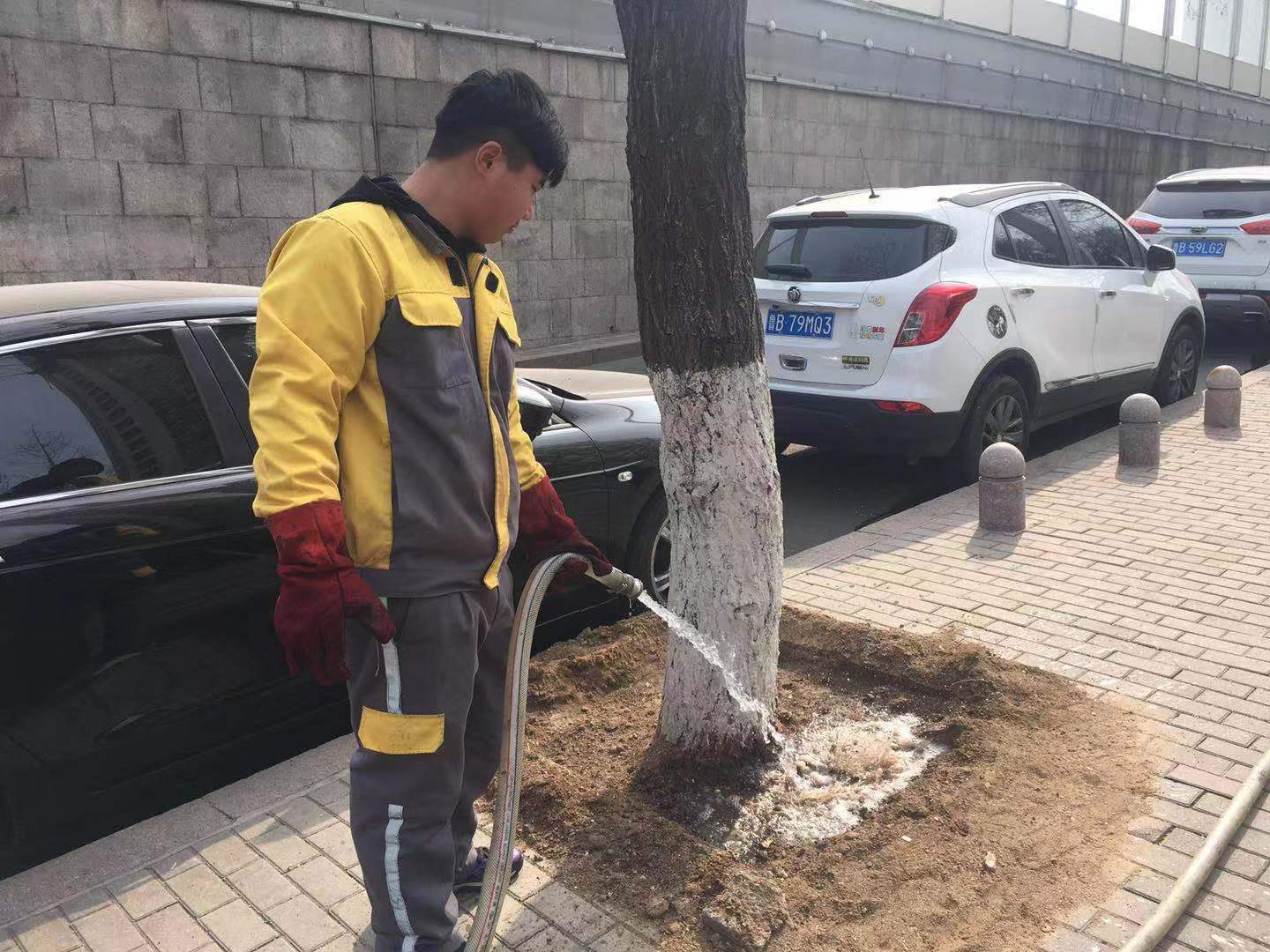 行道树补植方案,行道树病虫害防治标准