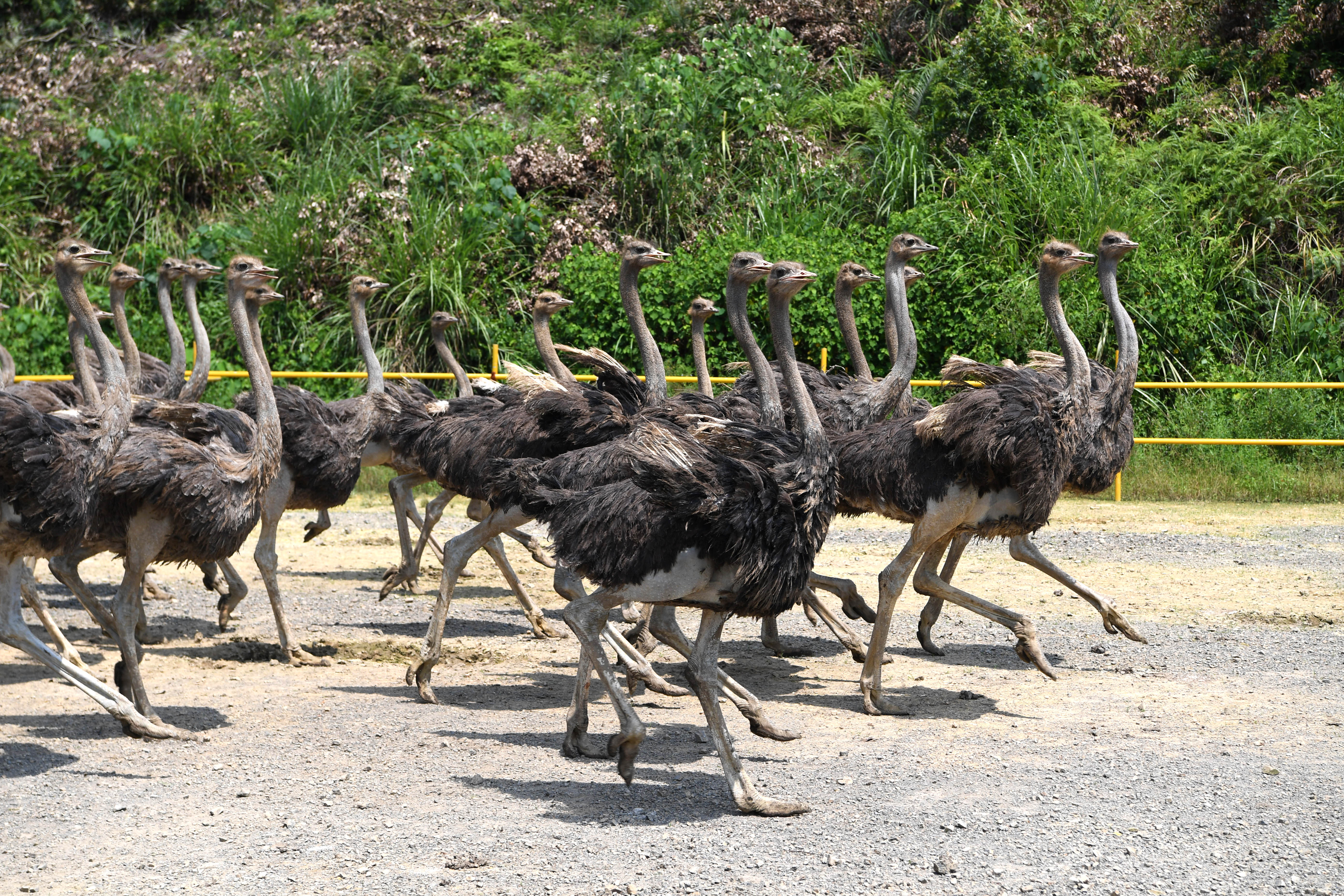 冷门养殖收益排行榜前十,冷门养殖利润排名