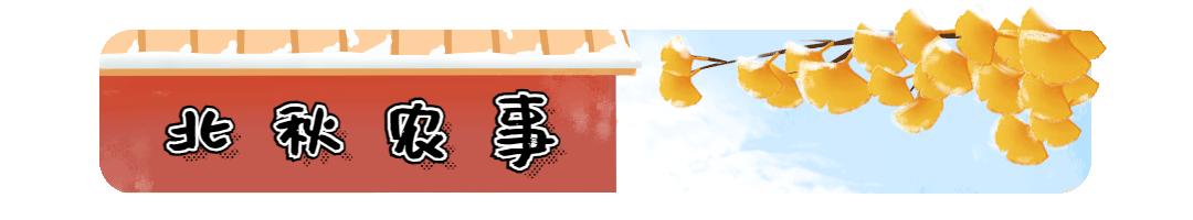 米糠营养价值研究,农业技术益处