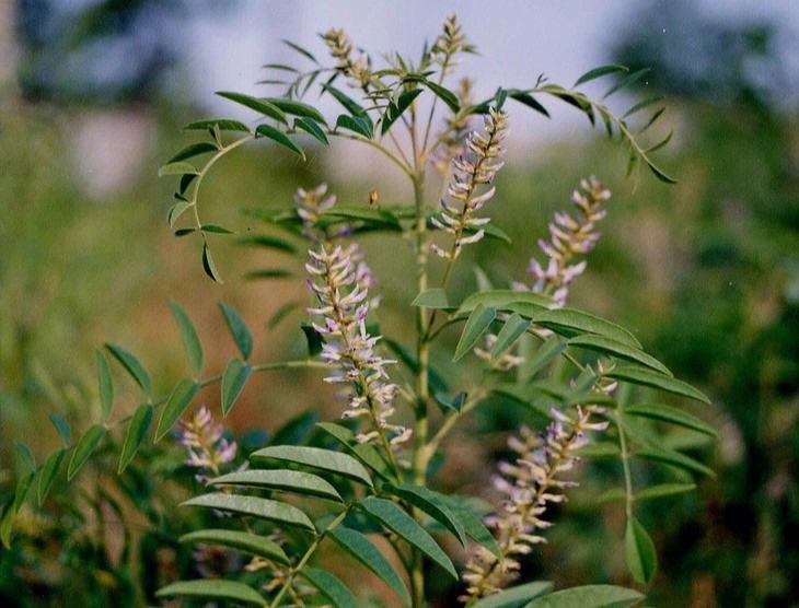 归脾汤治疗糖尿病,黄连温胆汤治疗糖尿病病例
