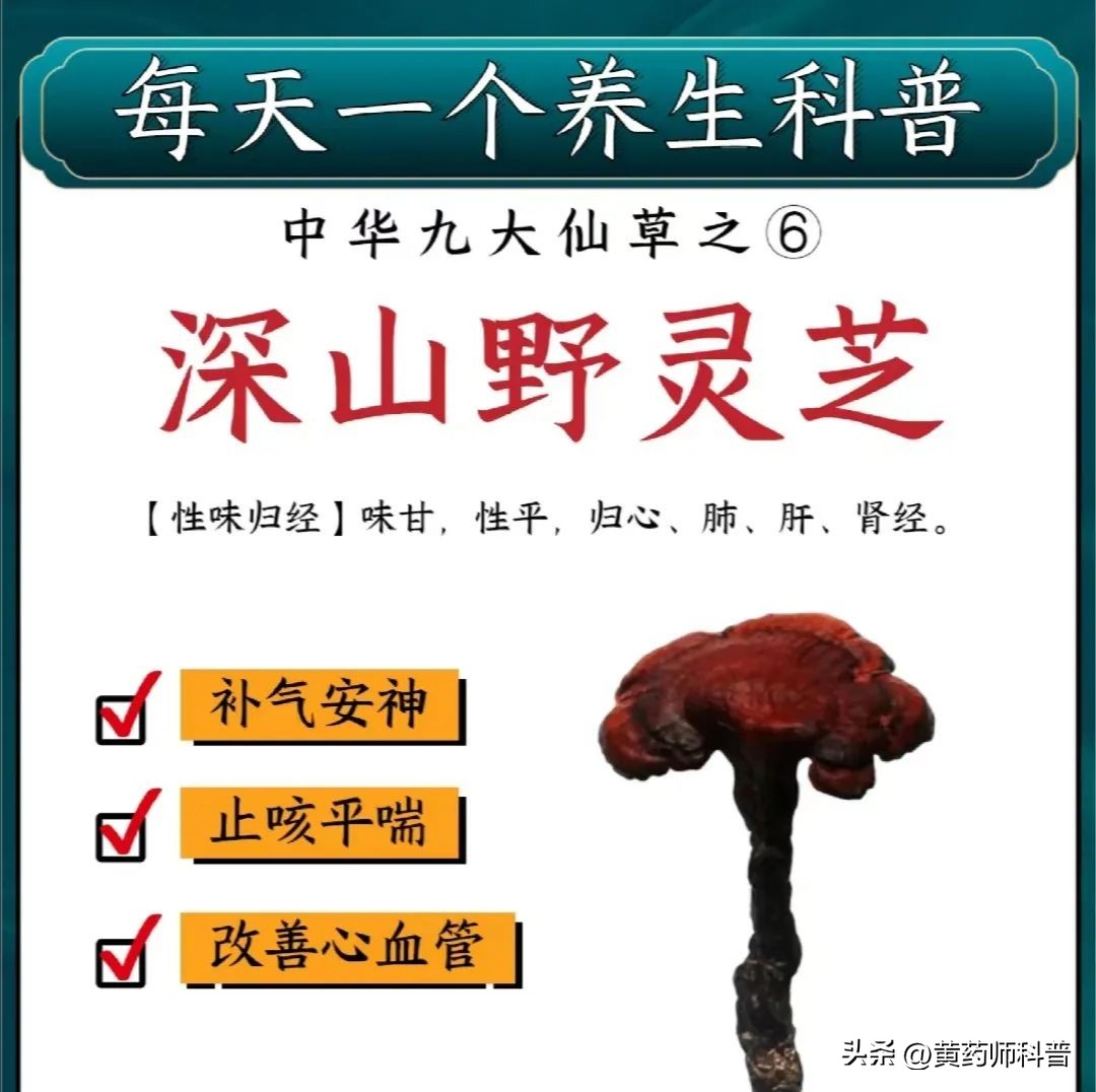 九大仙草哪个药用价值最高,中草药鬼针草的药用价值