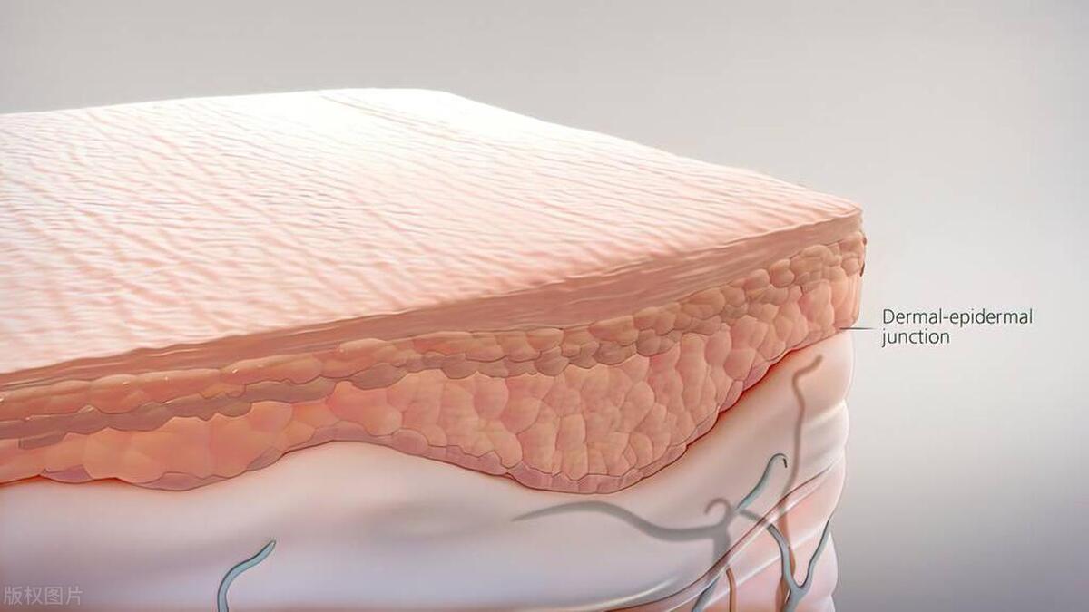 拥抱你的外衣：人体最大的器官，你了解吗？